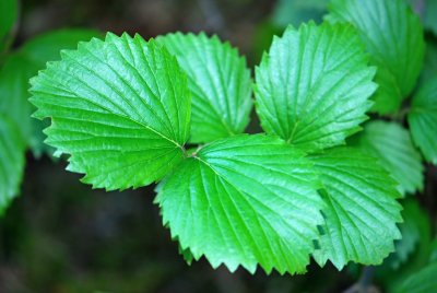 Viburnum dentatum - kalina zubatá - list